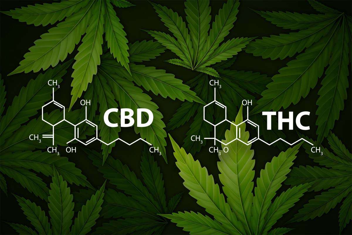 Diferencia Entre CBD Y THC: Características Y Funcionamiento