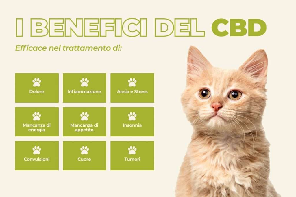 i benefici del cbd per il gatto