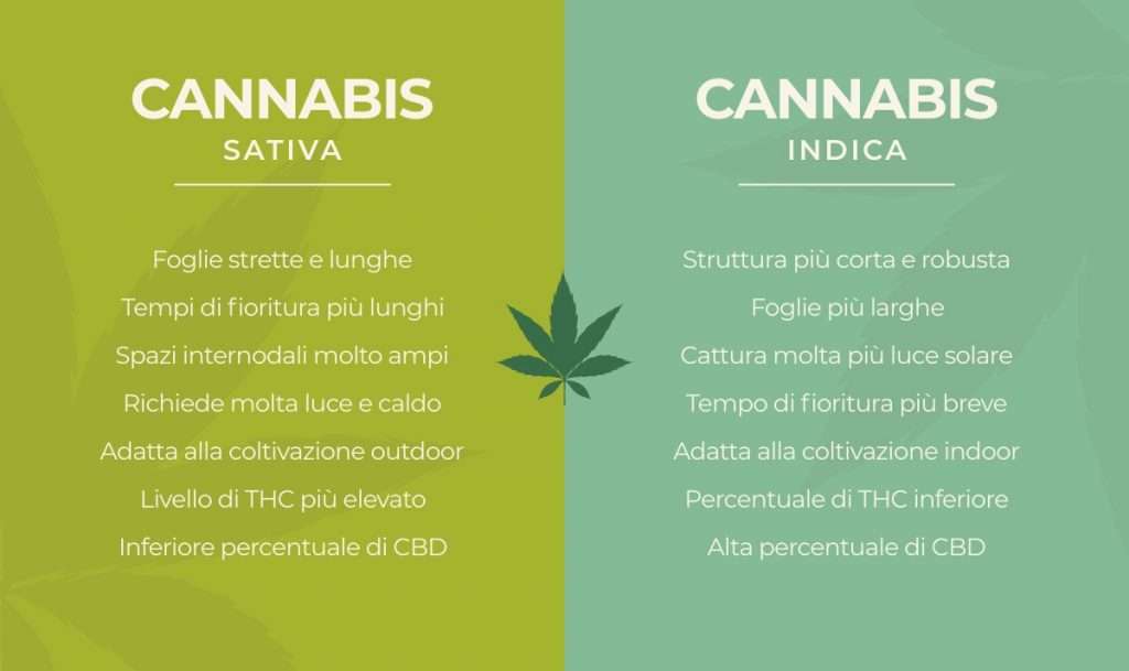 differenze tra cannabis indica e sativa