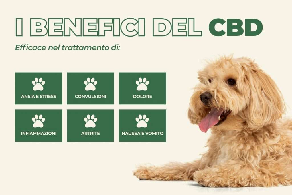 i benefici del cbd per il cane