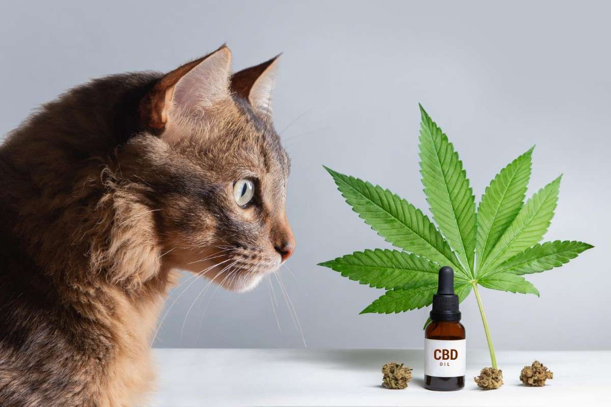 cbd per gatto