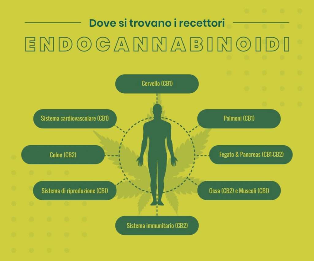 endocannabinoidi e cbd