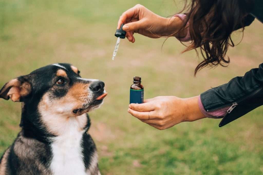 olio di cbd per i cani