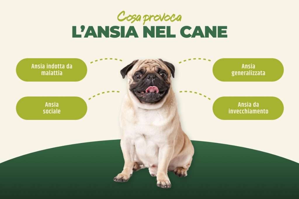 cosa provoca l'ansia nel cane