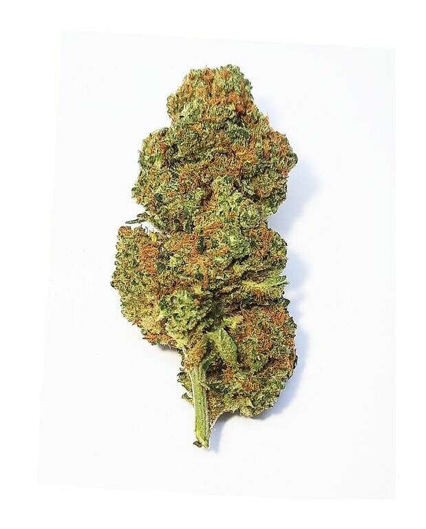 Orange BUD | Cannabis Licht