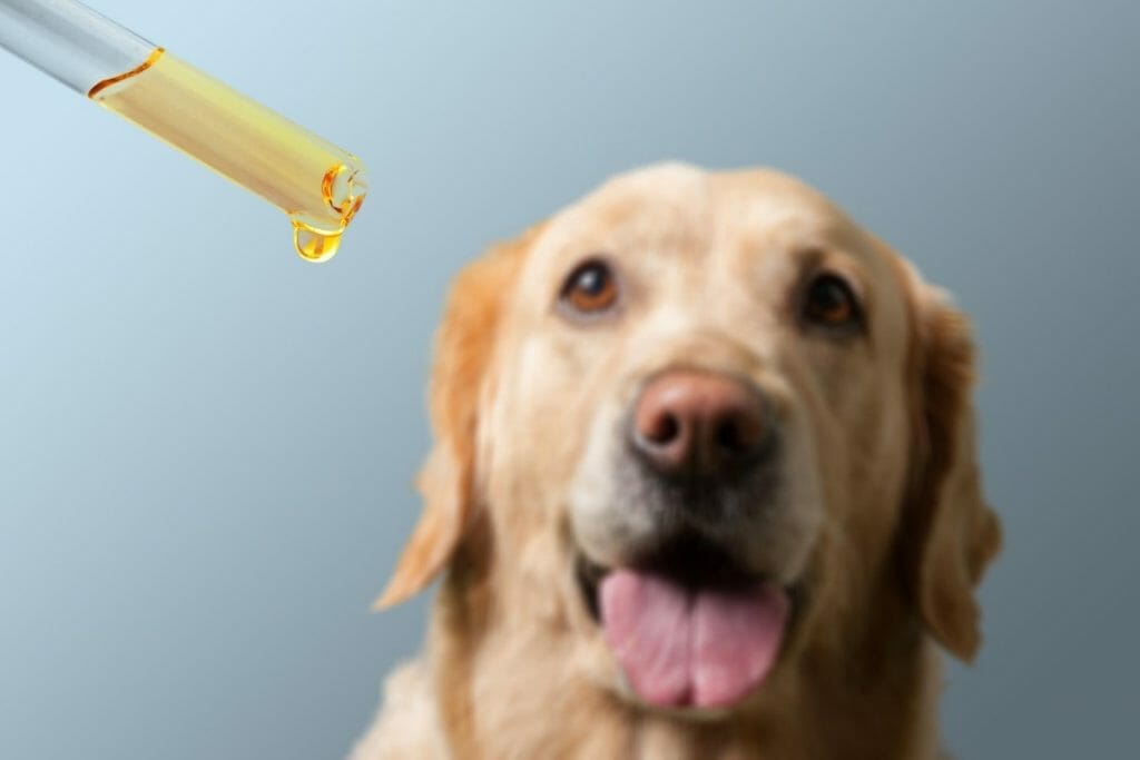 olio cbd per cani somministrazione