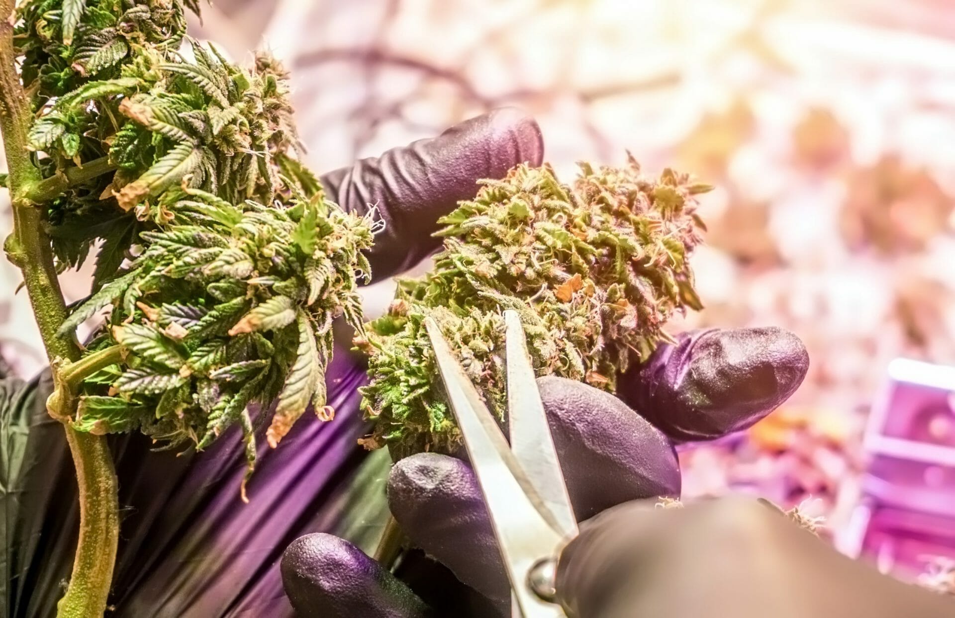 trimming cannabis legale