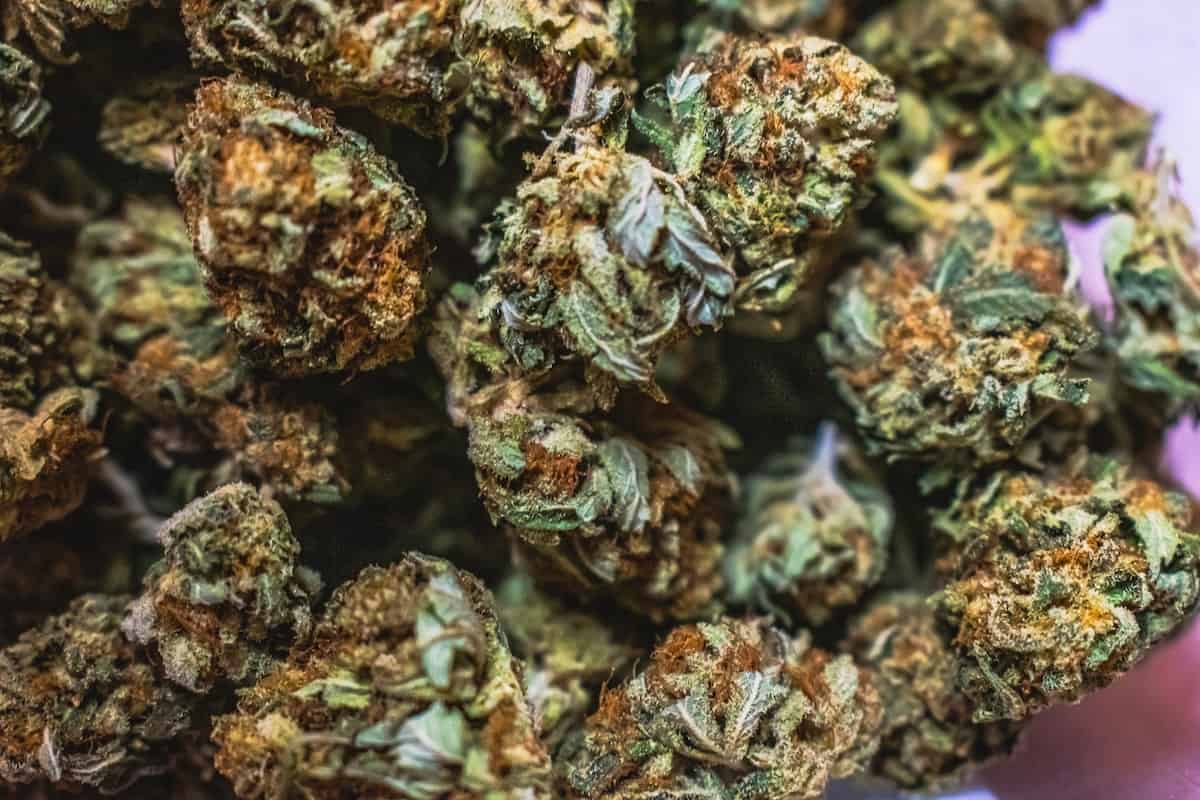 Cannabis KIT CBD