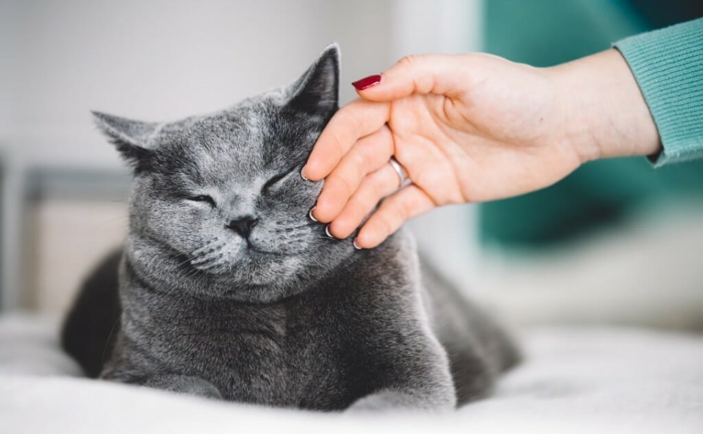 come il cbd aiuta i gatti con il cancro