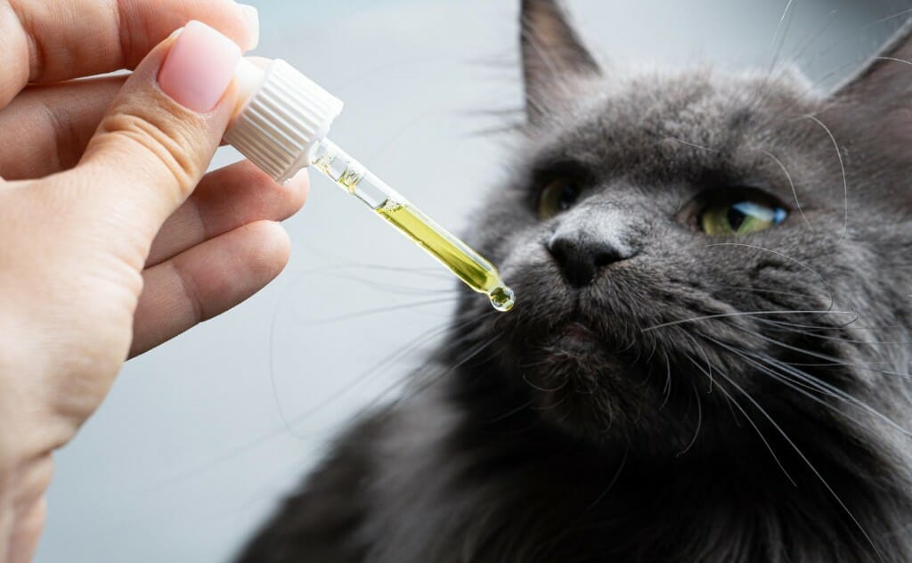 quante gocce di olio di cbd dare al gatto