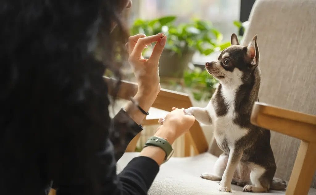 come somministrare il cbd al cane