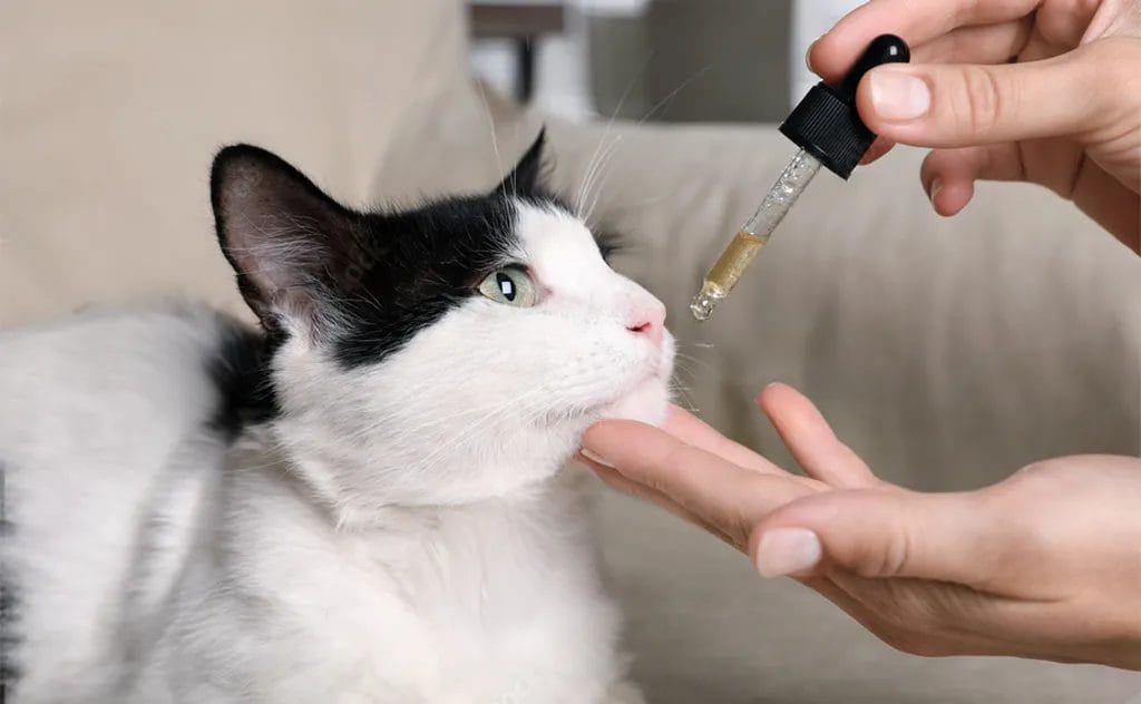 migliore olio cbd per gatti - somministrazione