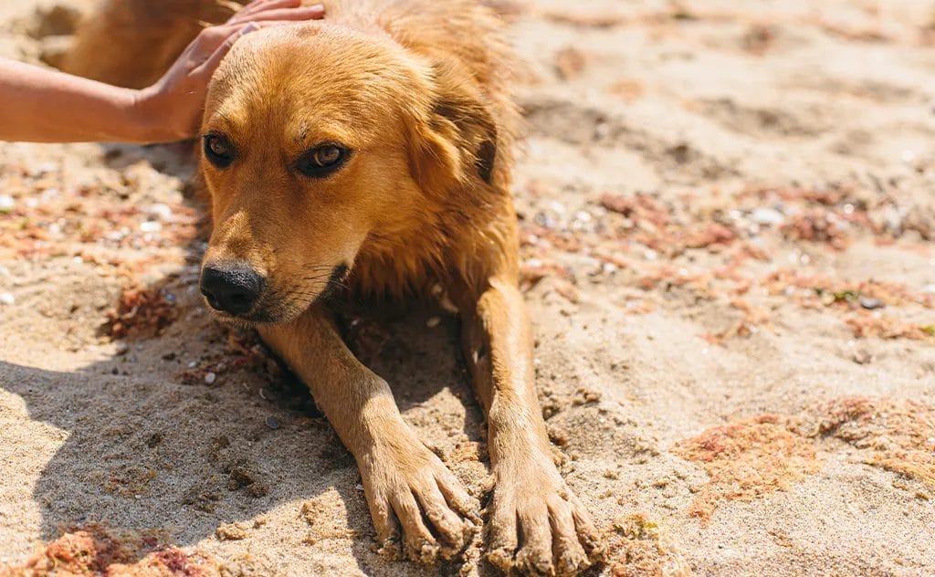 come far passare la dermatite al cane con rimedi naturali