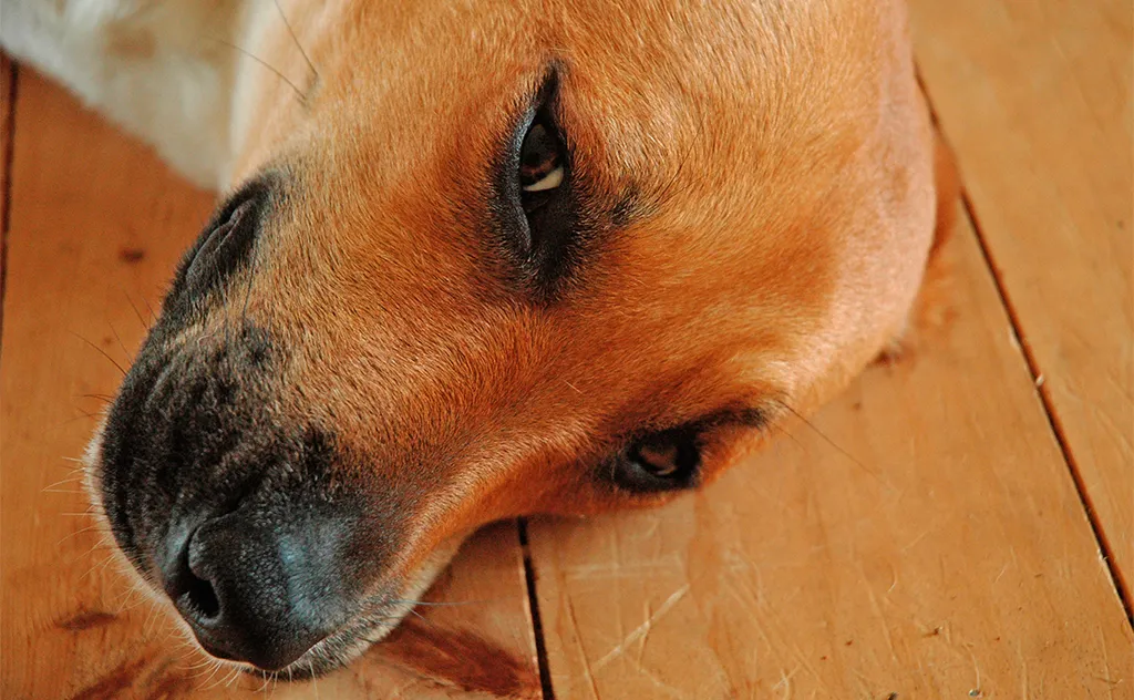 rimedi naturali per il cane con la pelle arrossata