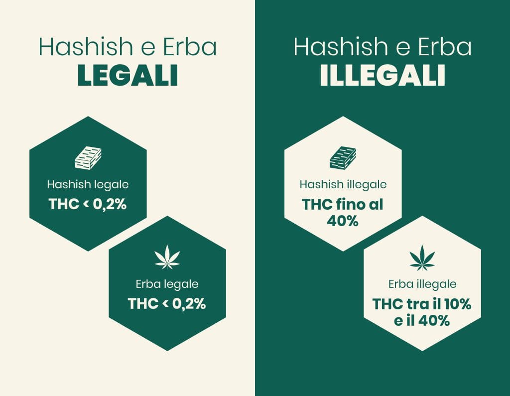 differenza the in hashish ed erba - legale e illegale