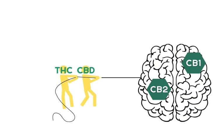 comment le CBD interagit avec l'organisme