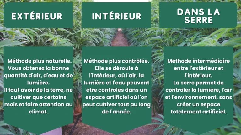 culture du cannabis