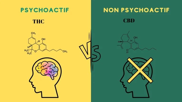 différence entre CBD et THC